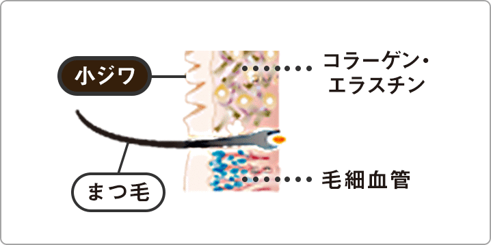 皮膚の内部の図